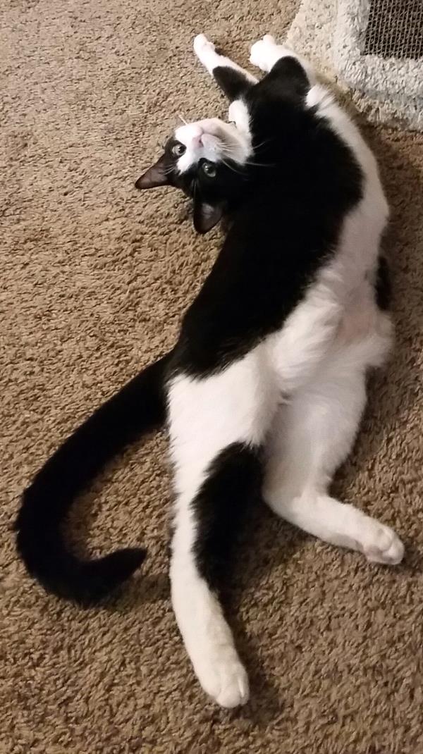 /Images/uploads/Humane Society of Utah/HSU2018/entries/3924thumb.jpg